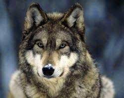  Gambar Serigala Gambar Gambar Serigala Koleksi Gambar Serigala Downlaod Gambar Hewan Serigala Downlaod Gambar Serigala Wolf Pictures Animals Wild Grey Wolf