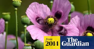 Poppies grow well across most climates. End Of Opium Poppy Monopoly Divides Views Across The Tasman Pharmaceuticals Industry The Guardian
