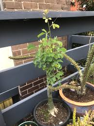 Image result for Adenia fruticosa