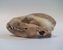 Meles Gattung Wikipedia