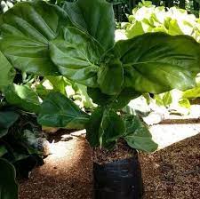 Tapi, bagi orang jawa tanaman yang satu ini kerap di. 6 Tanaman Hias Daun Lebar Yang Paling Tepat Untuk Memperindah Rumah Star Farm International