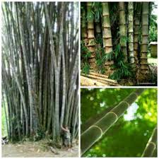 Image result for Stomatostemma monteiroae