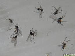 Preventing pests from making their homes in the grow room is the best way to protect your plants. Spider Mite Fungus Gnat Thrip Hot Shot No Pest Strip New And Improved Type 2