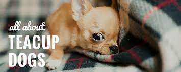 What Are Teacup Dogs The Truth About Teacup Pups