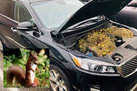 Sanak saudara, bila jauh selalu terkenang tetapi bila dekat selalu bertengkar. Terbongkar Bau Hangit Dan Bunyi Aneh Dari Bonet Kereta Rupanya Angkara Tupai Dunia Mstar