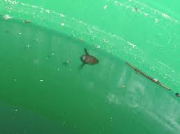 Schwimmkafer Sitzt In Der Regentonne Und Nun Tiere Tierwelt Green24 Hilfe Pflege Bilder