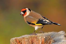 European Goldfinch (Carduelis carduelis) · iNaturalist