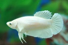 Super White Halfmoon Female Bred By Sirinut Betta Farm Betta Fish Betta Tropical Fish