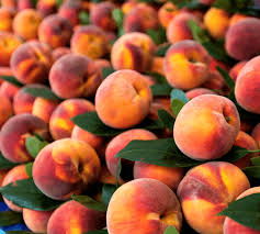 We did not find results for: Peach Tree Fertilizer Haifa Group