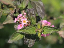 Image result for Verbenaceae