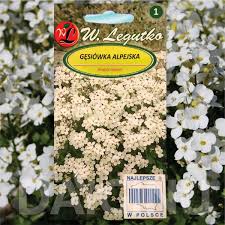 Image result for Arabis alpina