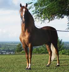 Most mustang horses can run, or gallop, at speeds of 25 to 30 mph (40 to 48 km/h), although a mustang has been recorded reaching 55 mph (88 km/h) over a short distance, according to horse canada. Stallion Wikipedia