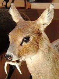 We did not find results for: Water Deer Wikipedia