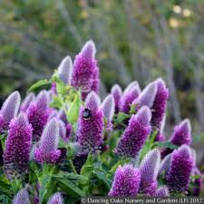 Image result for Trifolium purseglovei