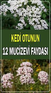 kedi otunun sagliga 12 mucizevi faydasi sosyolife net 2021 otlar dogal tedaviler saglikli yasam tarzi