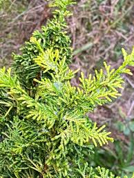 Image result for Gyrodoma hispida