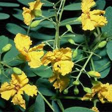 Image result for Fabaceae subfamily Mimosoideae