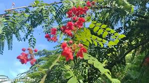 Image result for Cassia burttii