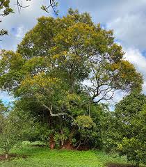 Image result for Peltophorum africanum