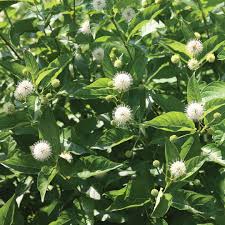 Image result for Cephalanthus