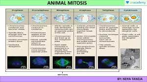 Difference between plant and animal cell cycle. Csir Ugc Net Difference Between Animal And Plant Cell Mitosis Offered By Unacademy