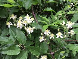 Image result for Clematis hirsuta