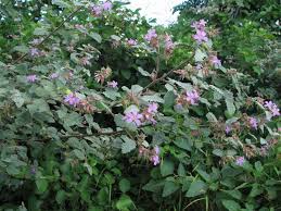 Image result for Glyphaea tomentosa