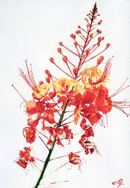 Mexican Bird Of Paradise In Pot Fractal Flower Tabachin De La Sierra Mexican Bird Of Paradise Watercolor Flowers Watercolor Art Bird Of Paradise Tattoo