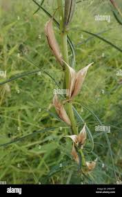 Image result for Sesamum alatum