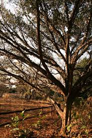 Image result for Ficus sansibarica