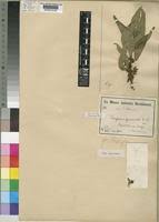 Image result for Vangueria sp.