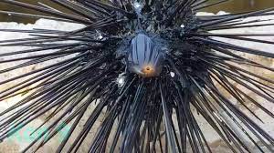 We did not find results for: Hati Hati Banyak Bulu Babi Laut Atau Landak Laut Di Pulau Tidung Youtube