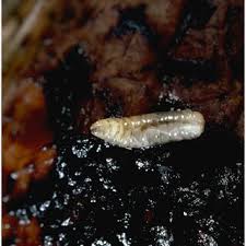 Image result for Rhagoletis completa