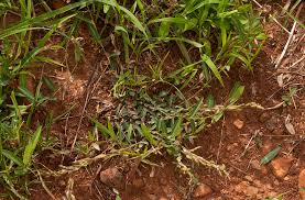 Image result for Alysicarpus zeyheri