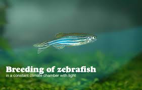 Breeding Of Zebrafish In A Memmert Constant Climate Chamber With Light