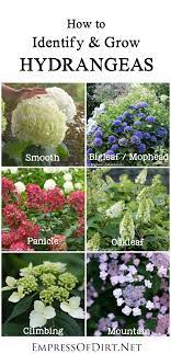 Hydrangea Growing Tips Identify Pruning And Flowers Empress Of Dirt Growing Hydrangeas Hydrangea Garden Types Of Hydrangeas