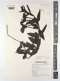 Image result for Cycnium