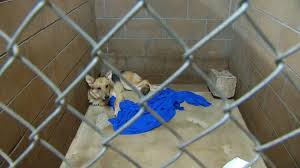 Maybe you would like to learn more about one of these? Humane Society Of Tulsa Needs Help After Two Major Dog Rescues