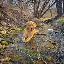 Learn more about judy's background at the about judy page on this site. Salem Champagne Golden Retrievers Facebook