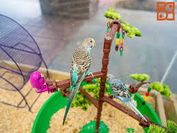 Birds For Sale In Florida Pin On Birds
