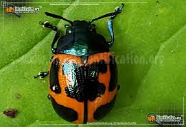 Swamp Milkweed Leaf Beetle