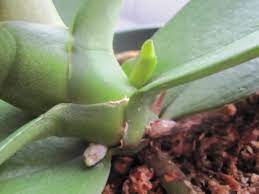Normally, they'll grow new spikes about once a year around this time of year or so, but it can vary. How To Identify A New Orchid Root Vs Flower Spike Brooklyn Orchids