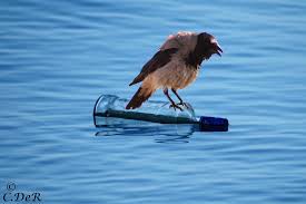 Nothing is unreal as long as you can imagine like a crow”…