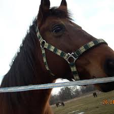 Profil extins ige specifice (allergy explorer. Rancho Moldawia Rehabilitacja Home Facebook