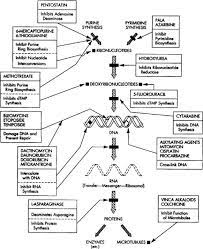Anticancer Drug Oncology Nursing Pharmacology Oncology