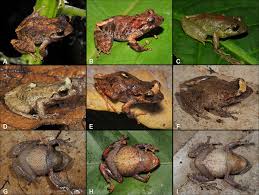 Image result for Pristimantis atillo