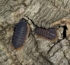 Image result for Pycreus muricatus