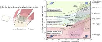 Enhanced Tendon To Bone Repair Through Adhesive Films Sciencedirect