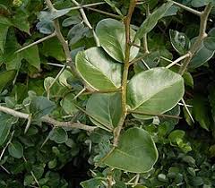 Image result for Dovyalis hispidula