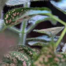 Image result for Hypoestes sp. aff. aristata B